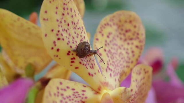 Тәжірибелі жетілген лесбиянкалар