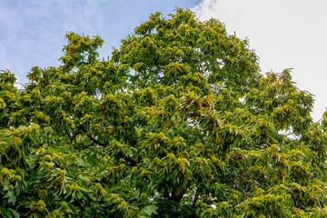 Wild ripe and opened sweet chestnuts with green leaves on the tree, The chestnuts are a group of eight or nine species of deciduous trees and shrubs in the genus Castanea in the beech family Fagaceae.