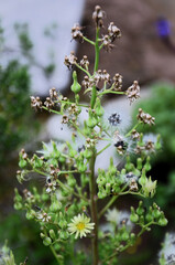 The seeds, buds and flowers of purple chicory (Lactuca indica) in the backyard