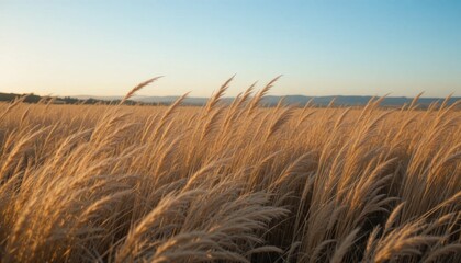 Golden Grass Sways Gently in the Breeze During a Serene Sunset in a Vast Field