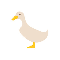 A charming cream colored duck stands on a transparent background with a yellow beak and feet, a simple cartoon illustration for children educational content