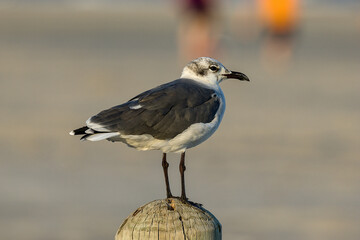 A laughing gull. It is a medium-sized gull that is commonly found along the Atlantic and Gulf coasts of North America