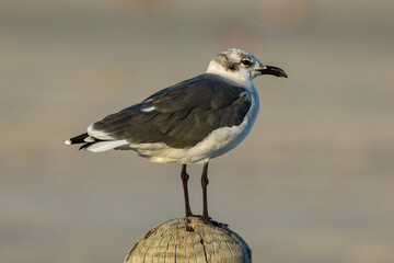 A laughing gull. It is a medium-sized gull that is commonly found along the Atlantic and Gulf coasts of North America