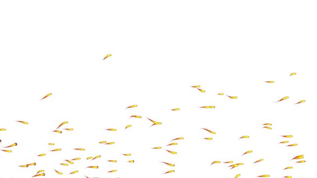 Underwater Fish Group Swimming in Harmony. Many Small Fish Shoaling and Schooling Together Animation. Ocean Life &ndash; Tiny Fish Swarm Swimming Motion. School of small fish swimming on green screen bg.