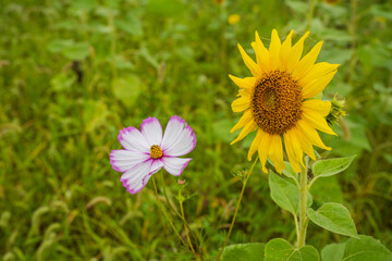 Pink Cosmos and Yellow Sunflower Standing Together in a Green Field