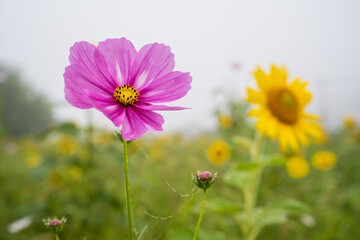 Obraz premium Pink Cosmos and Yellow Sunflower in Misty Morning Field