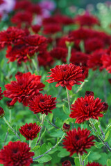 Beautiful dark red, burgundy koreean garden chrysanthemum flowers in full autumn bloom, in fall garden, creating bright seasonal floral background, wallpaper