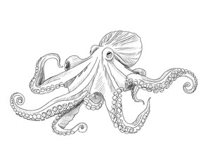 Graphite animal sketch, octopus, no background, digital, 8 tentacles, marine, aquatic, PNG, Black and white, pencil, cute, backgroundless