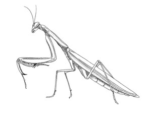 Graphite animal sketch, praying mantis, no background, digital, insect, 6 legs, PNG, Black and white, pencil, cute, backgroundless