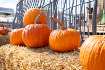 Halloween decor an abundance of bright orange pumpkins on a straw mat at a farmers market.
