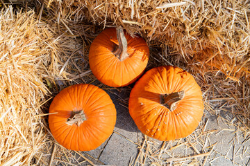 Halloween decor. Overhead view, orange pumpkins with textured details against a natural farmhouse backdrop.