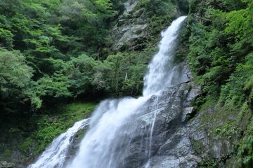 迫力ある飛龍の滝　安居渓谷　（高知県　仁淀川町）
