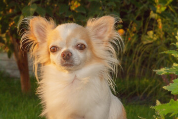 White dog with red spots Chihuahua outdoors in the garden. Pet, dog.
