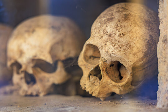 Close-up of aged human skulls on display in a dimly lit environment