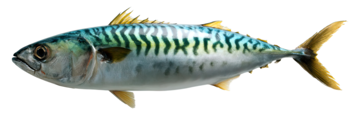 Transparent Png of a Vibrant Atlantic Mackerel Fish, Showcasing Its Distinctive Striped Pattern and Fresh Appearance for Culinary and Educational Themes
