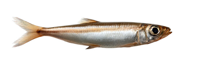 Obraz premium Transparent Png of a Fresh Silvery Sardine with Gleaming Scales and Golden Fins, a Sleek Marine Animal, Ideal for Food and Aquatic Themed Designs