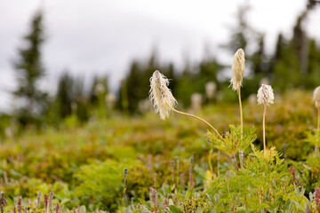 Western Pasque Flower Along a Trail in Banff National Park