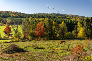 A horse in the beautiful Quebec fall colors