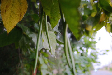 Like green bean pods hang from a vine with green leaves, next to an autumn leaf.
