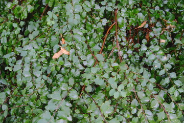 Green leaves on a bush are wet from a recent rain, with thin brown stems visible.