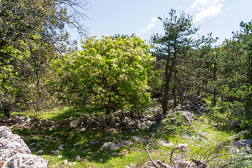 Baška, Croatia - April 20, 2025: Mountain hiking trail in the mountains among the forest.