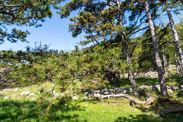 Baška, Croatia - April 20, 2025: Mountain hiking trail in the mountains among the forest.