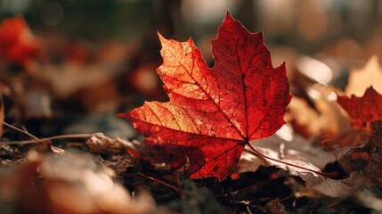 Autumn leaf on forest floor (2)