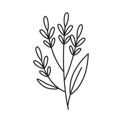 Simple Line Art Botanical Illustration Of A Delicate Plant Stem With Small Leaves And A Single Larger Leaf In Black Outline On A Transparent Background