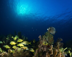 School of differents species of fish, swimming over the reef
