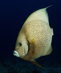Close-up of a Gray Angelfish.