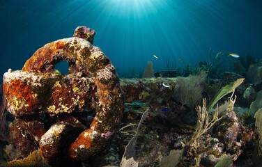The back of an anchor resting on the seabed.