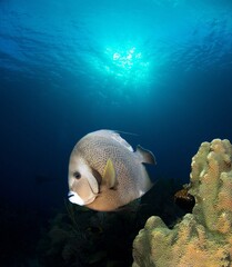 Angelfish swimming over the reef with the sun light in the background 