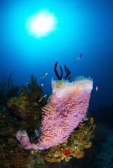Purple sponge with small fishes swimming around 