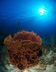 Barrel sponge on coral reef