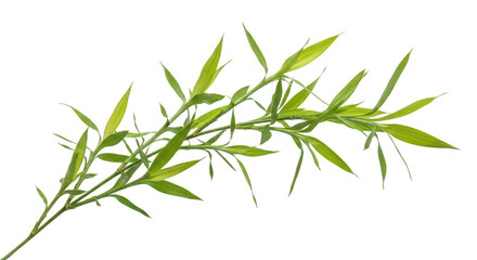 Fototapeta premium Vibrant Green Bamboo Branch Isolated On Black Background