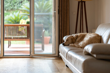 Golden Retriever dog sleeping peacefully on sofa with view of garden through sliding glass door. The relaxing scene captures comfort and tranquility in cozy living room