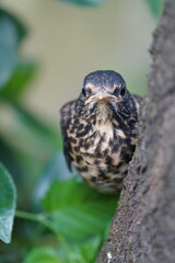 thrush perched on a log in the forest