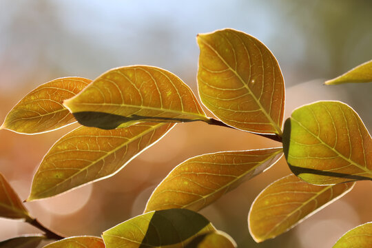 Early autumn leaves, starting to turn orange, closeup