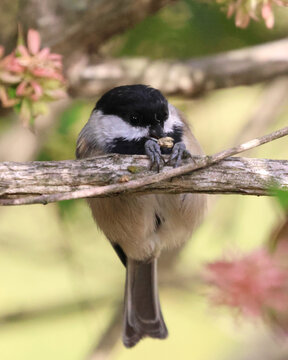 Chickadee hanging in there, a small bird holding a seed while clinging to a branch