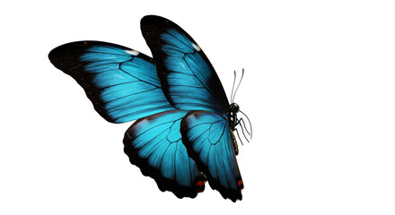 Isolated realistic blue butterfly macro on black background photo