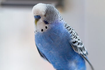 Blue budgerigar sitting on a cage close-up