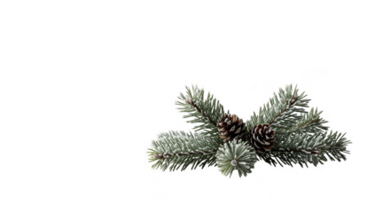 Isolated Snowy Pine Branch with Pinecone on Black Background