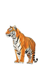 Obraz premium Isolated Tiger Realistic Illustration on Transparent Background