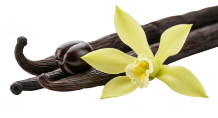 Isolated Vanilla Bean Pod with Flower PNG