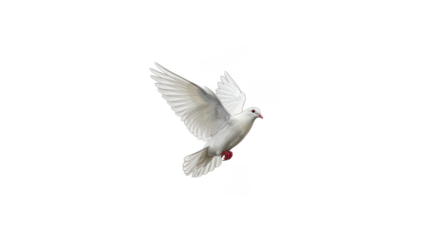 Isolated White Dove Bird Flying Transparent Background Realistic Image