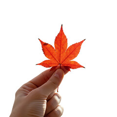 Photo Hand Holding Orange Maple Leaf Transparent Background