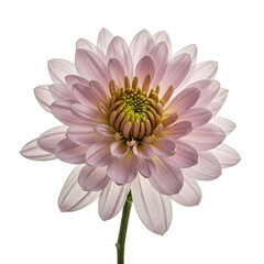 Photo Pink Chrysanthemum Flower Transparent Background