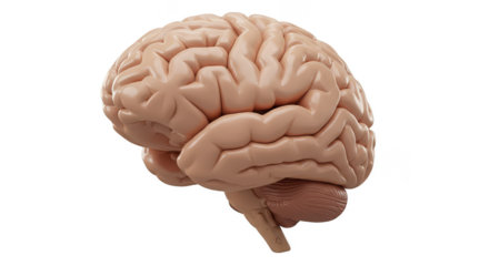 Realistic 3D Brain Anatomy Isolated Transparent Background
