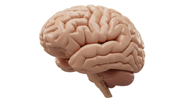 Realistic 3D Brain Anatomy Isolated Transparent Background