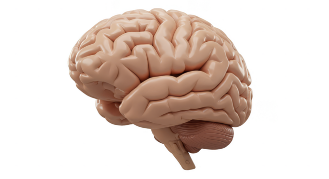 Realistic 3D Brain Anatomy Isolated Transparent Background